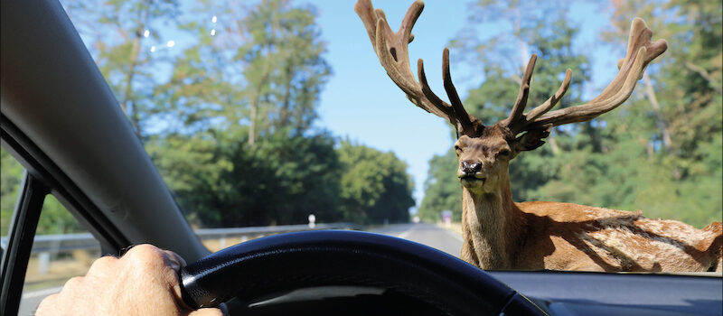 Verkehrsschilder Mit Hinweisen Auf Wildwechsel Sollten Ernst Genommen Werden.