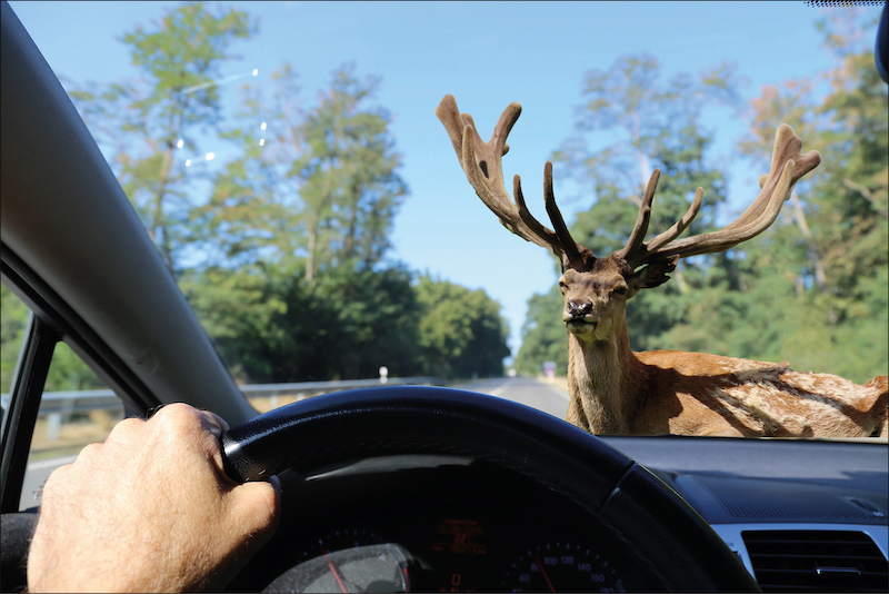 Verkehrsschilder mit Hinweisen auf Wildwechsel sollten ernst genommen werden.